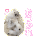 ポポ秘蔵スタンプ（個別スタンプ：3）
