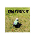 坂本三兄弟（個別スタンプ：32）
