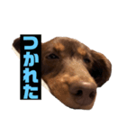 モカちゃんすたんプ（個別スタンプ：6）