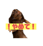 モカちゃんすたんプ（個別スタンプ：7）
