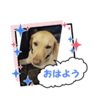 ジュラスタンプJU（個別スタンプ：1）