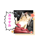 ジュラスタンプJU（個別スタンプ：2）
