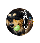 ミニチュアダックスフンド好きな人へ。（個別スタンプ：2）