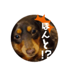 ミニチュアダックスフンド好きな人へ。（個別スタンプ：6）