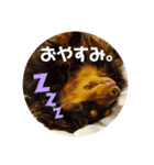 ミニチュアダックスフンド好きな人へ。（個別スタンプ：8）