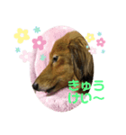 東 奈蝶のワンコスタンプ4（個別スタンプ：7）