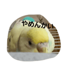 かわゆいインコスタンプ キナコ＆クリーム（個別スタンプ：1）