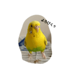 かわゆいインコスタンプ キナコ＆クリーム（個別スタンプ：2）