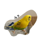 かわゆいインコスタンプ キナコ＆クリーム（個別スタンプ：3）