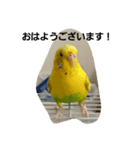 かわゆいインコスタンプ キナコ＆クリーム（個別スタンプ：5）