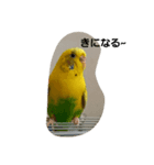 かわゆいインコスタンプ キナコ＆クリーム（個別スタンプ：8）