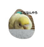 かわゆいインコスタンプ キナコ＆クリーム（個別スタンプ：9）