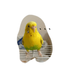 かわゆいインコスタンプ キナコ＆クリーム（個別スタンプ：14）