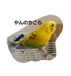 かわゆいインコスタンプ キナコ＆クリーム（個別スタンプ：16）