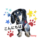 ★ミニチュアダックスフンドのサニー★（個別スタンプ：1）
