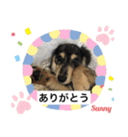 ★ミニチュアダックスフンドのサニー★（個別スタンプ：2）