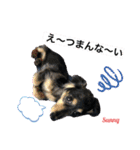 ★ミニチュアダックスフンドのサニー★（個別スタンプ：3）