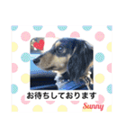 ★ミニチュアダックスフンドのサニー★（個別スタンプ：5）