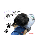 ★ミニチュアダックスフンドのサニー★（個別スタンプ：6）