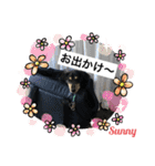 ★ミニチュアダックスフンドのサニー★（個別スタンプ：10）