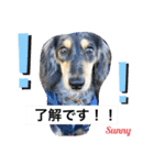 ★ミニチュアダックスフンドのサニー★（個別スタンプ：12）