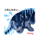 ★ミニチュアダックスフンドのサニー★（個別スタンプ：13）