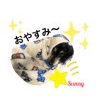 ★ミニチュアダックスフンドのサニー★（個別スタンプ：16）
