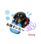 ★ミニチュアダックスフンドのサニー★（個別スタンプ：18）