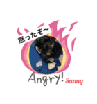 ★ミニチュアダックスフンドのサニー★（個別スタンプ：19）