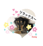 ★ミニチュアダックスフンドのサニー★（個別スタンプ：23）