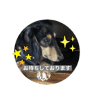 ★ミニチュアダックスフンドのサニー★（個別スタンプ：31）