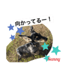 ★ミニチュアダックスフンドのサニー★（個別スタンプ：36）
