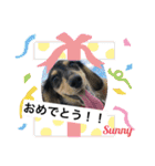 ★ミニチュアダックスフンドのサニー★（個別スタンプ：37）