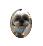 春くんの仲間たち（個別スタンプ：1）