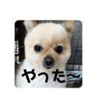 春くんの仲間たち（個別スタンプ：6）