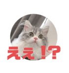 ラガマフィンのシュシュ（個別スタンプ：1）