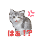 ラガマフィンのシュシュ（個別スタンプ：3）