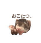 こたつ。（個別スタンプ：1）