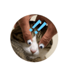 ドS猫の球太2（個別スタンプ：2）