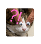 ドS猫の球太2（個別スタンプ：3）