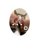 ドS猫の球太2（個別スタンプ：4）