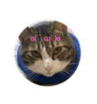 ドS猫の球太2（個別スタンプ：5）