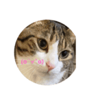 ドS猫の球太2（個別スタンプ：6）