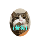 ドS猫の球太2（個別スタンプ：7）