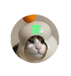 ドS猫の球太2（個別スタンプ：8）