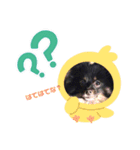 くろぽめ♫かいくん（個別スタンプ：6）