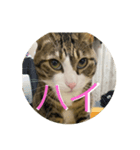 ドS猫の球太3（個別スタンプ：1）