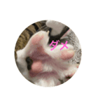 ドS猫の球太3（個別スタンプ：2）