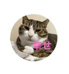 ドS猫の球太3（個別スタンプ：4）