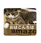 ドS猫の球太3（個別スタンプ：6）